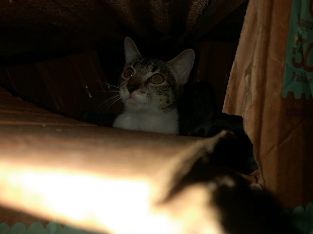 Imagen subida por Luisfer Ortiz