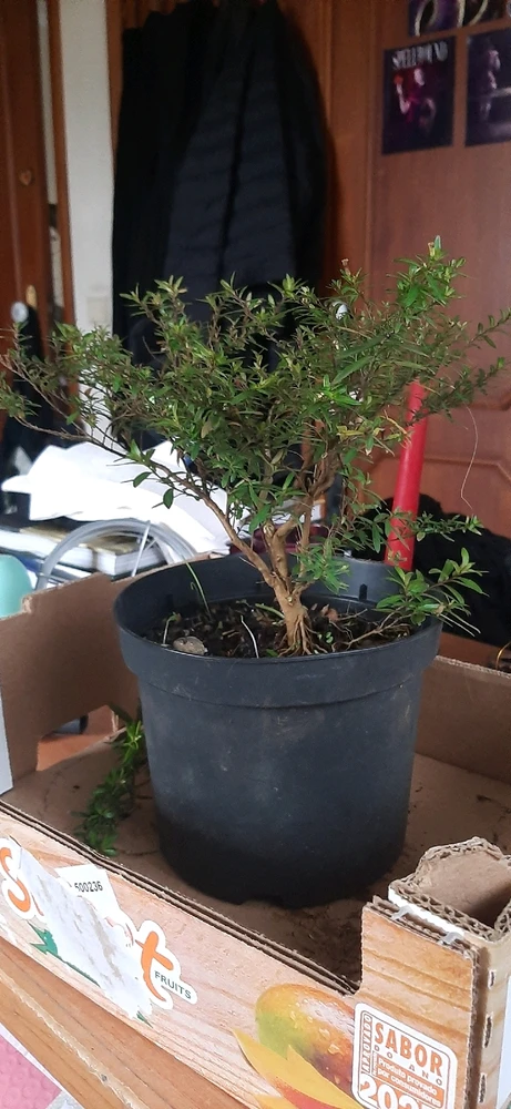 Image uploaded by Kurai