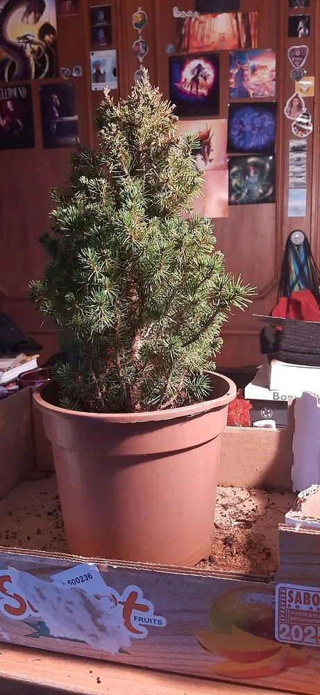 Image uploaded by Kurai