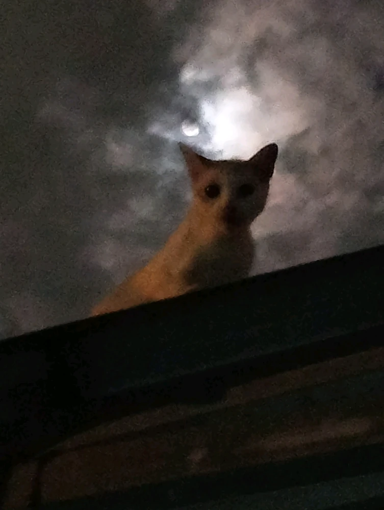 GIF uploaded by Boramey