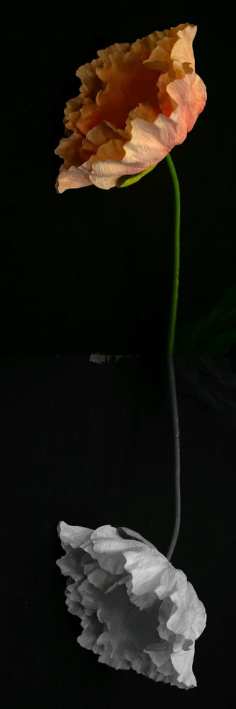 GIF sent inn af hafþór fannar