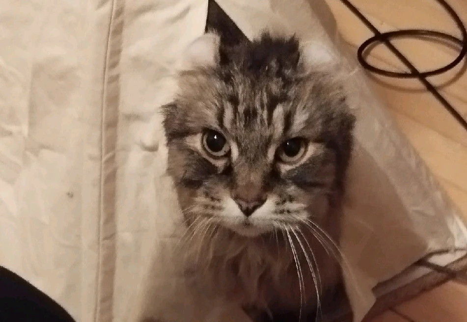 GIF hochgeladen von Raphael