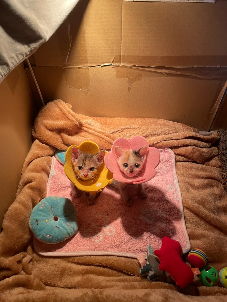 Image uploaded by granny