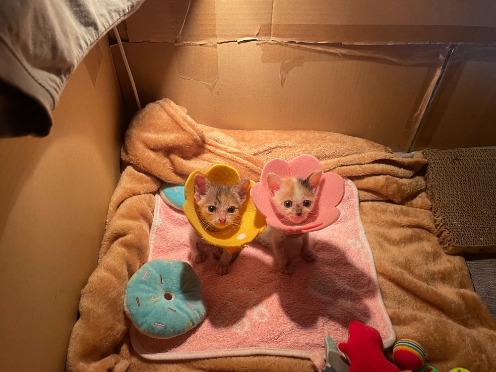 Image uploaded by granny