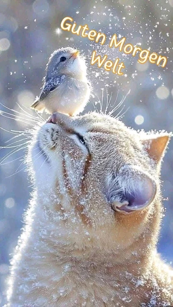 GIF hochgeladen von Sven