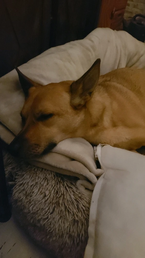 GIF hochgeladen von Maurice