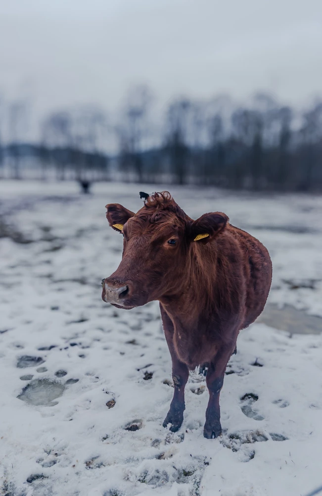 Obrázek nahrál Klara