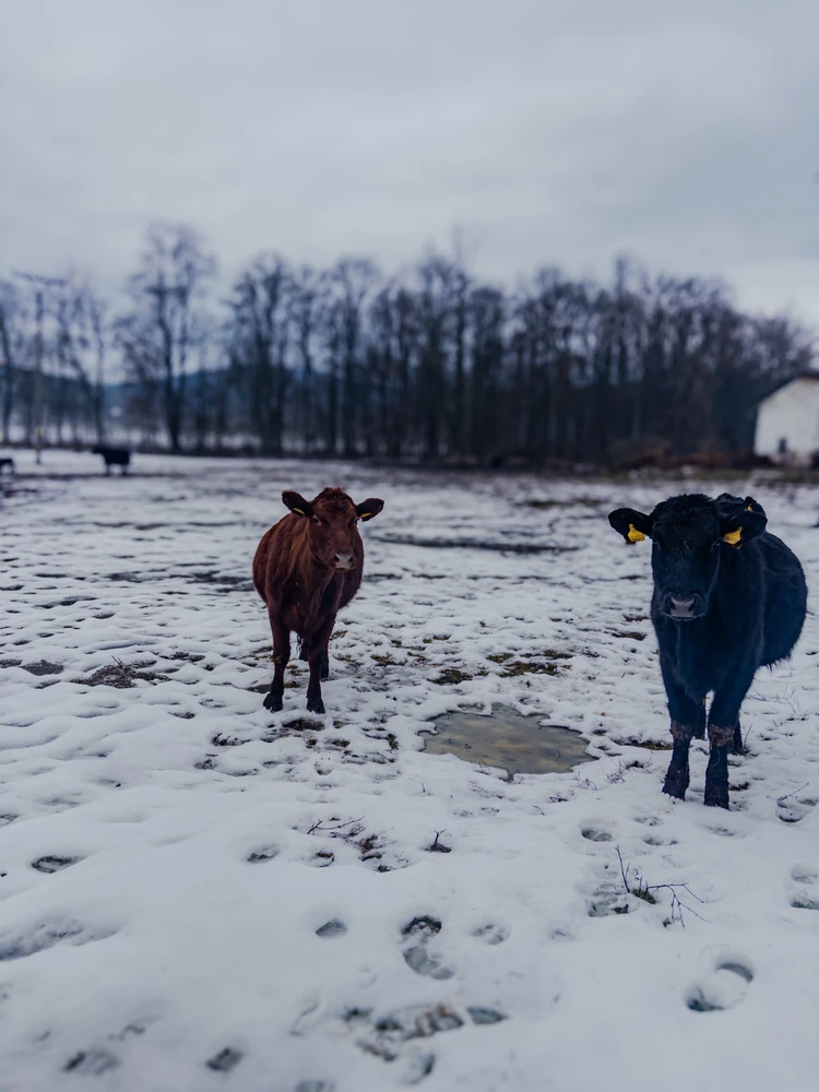 Obrázek nahrál Klara