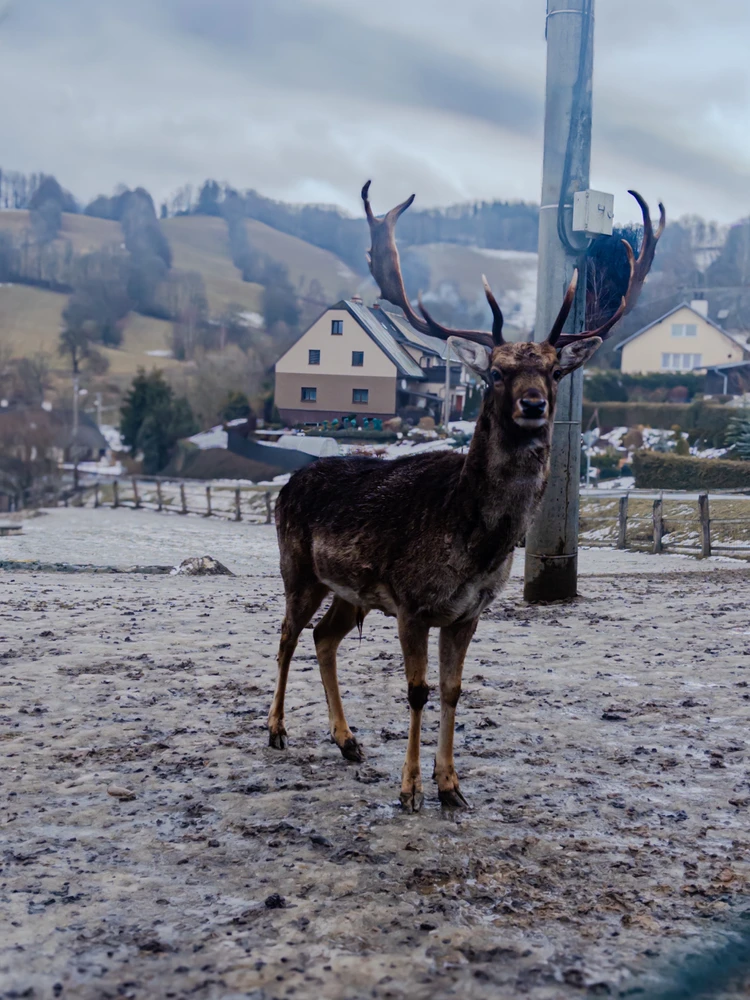 Obrázek nahrál Klara