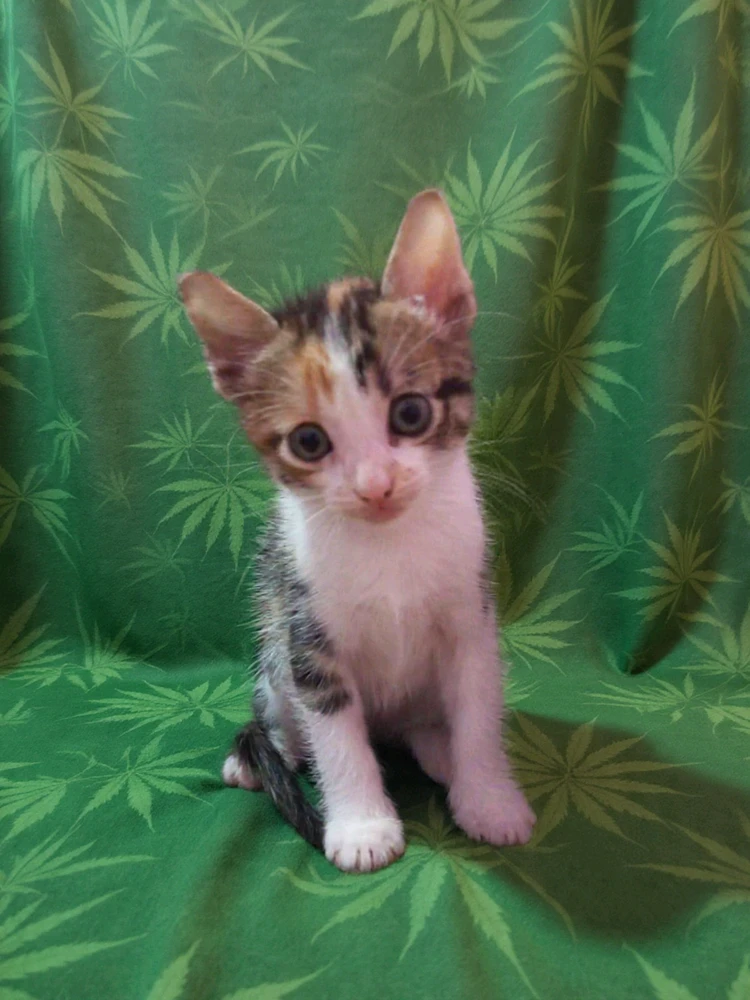 GIF enviado por Geovana