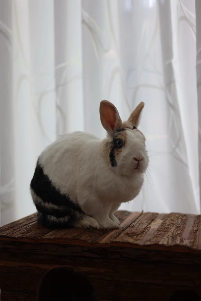 Afbeelding geüpload door Sven