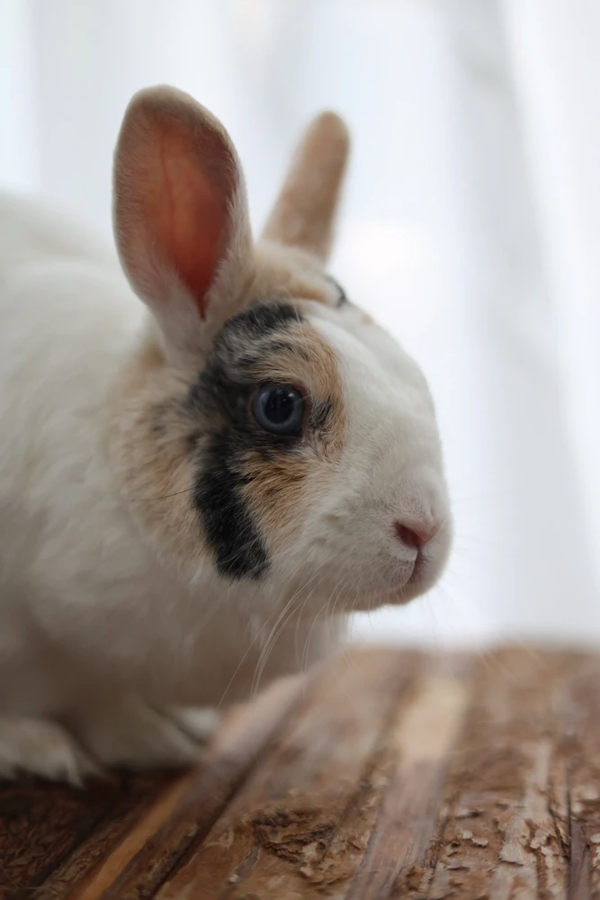 Afbeelding geüpload door Sven