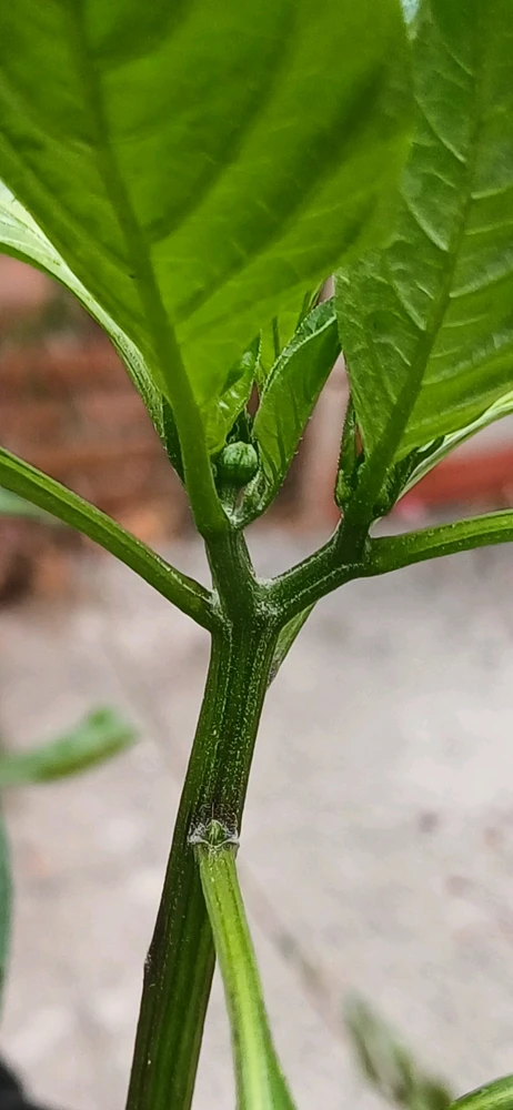 GIF subido por Daiana