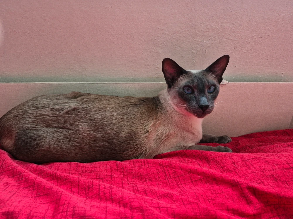 RitaがアップロードしたGIF