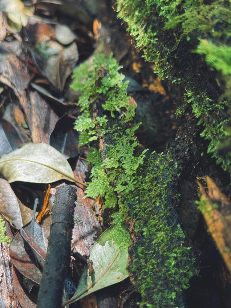 Image uploaded by Thanusha