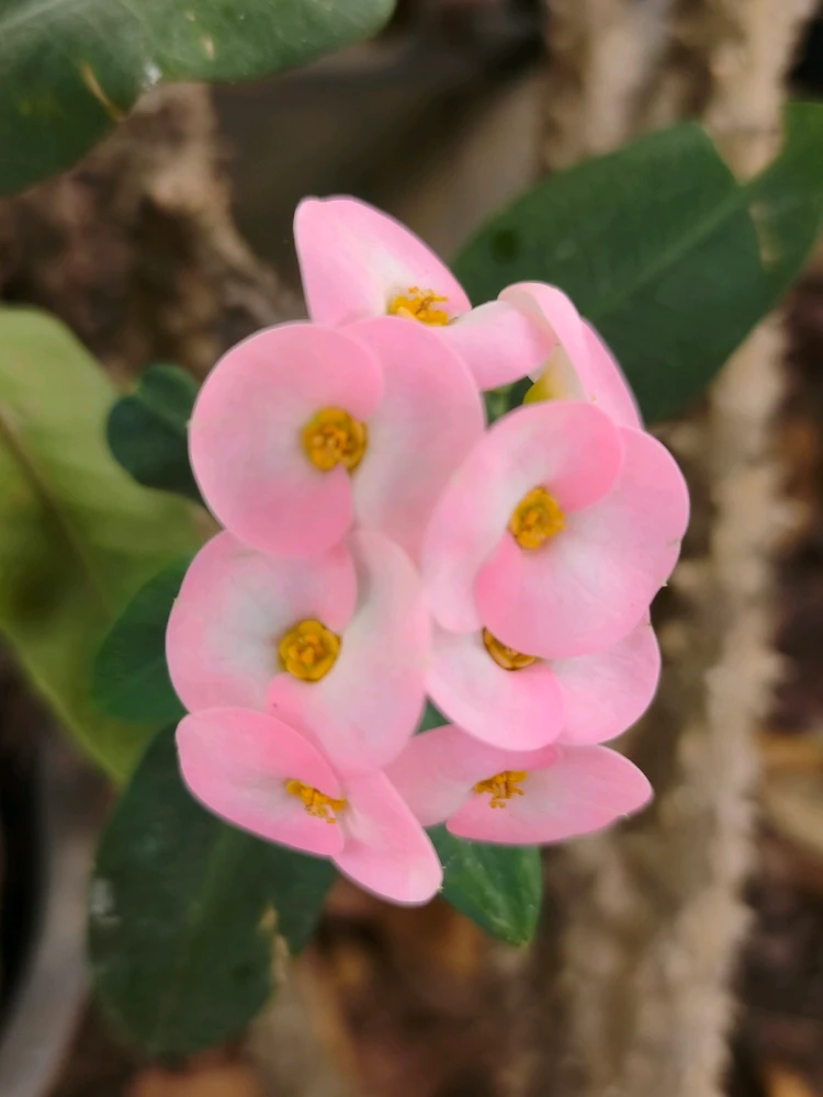 รูปที่อัพโหลดโดย Anu "누"