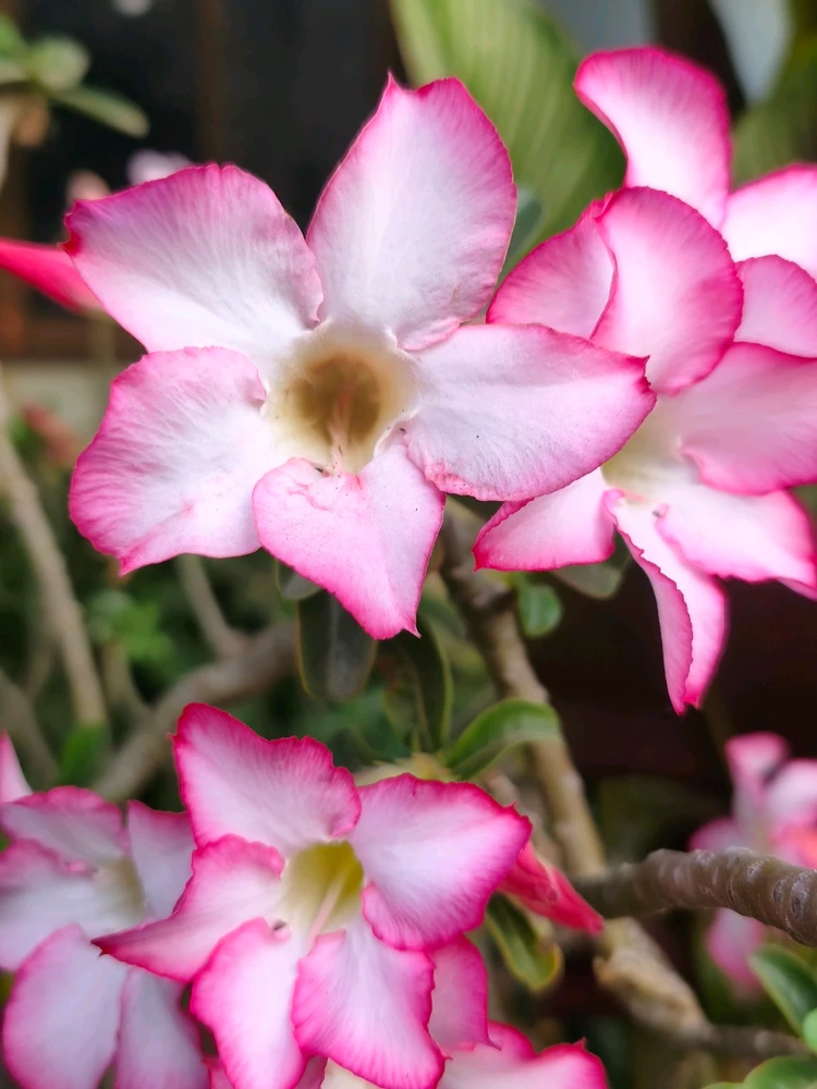 รูปที่อัพโหลดโดย Anu "누"