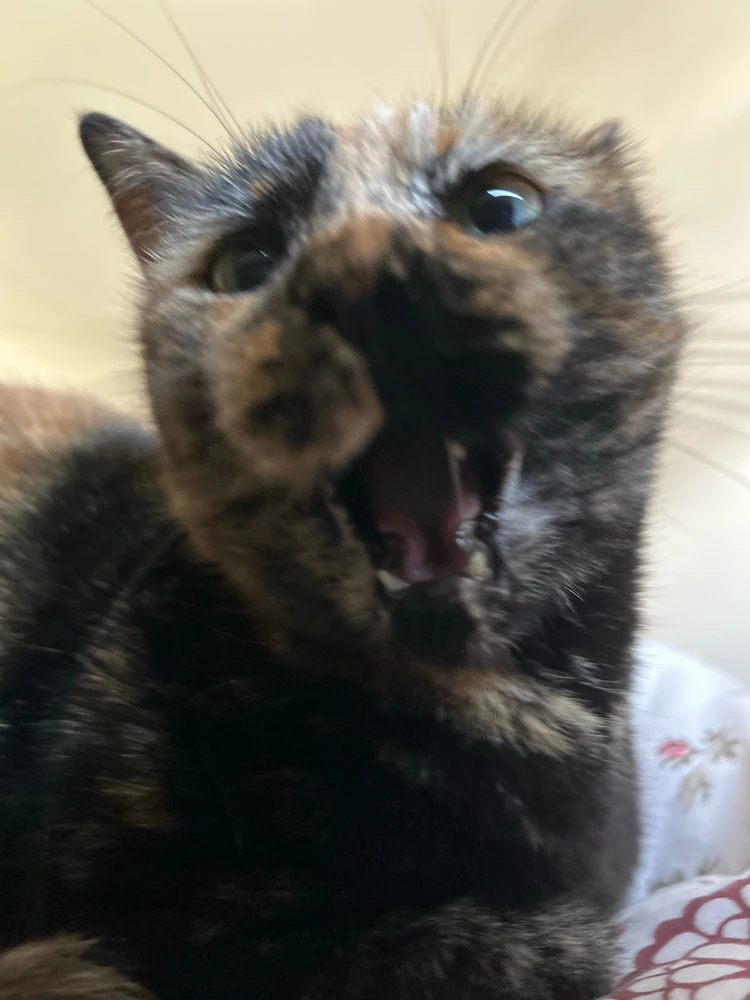 Image uploaded by Yaara