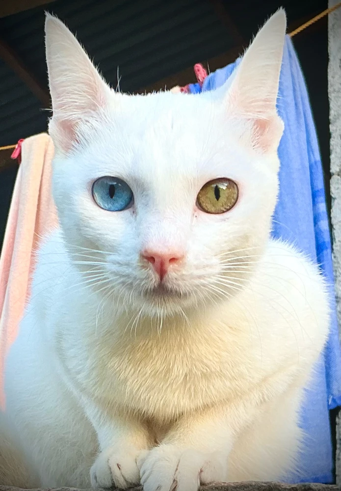 GIF uploaded by Lyka