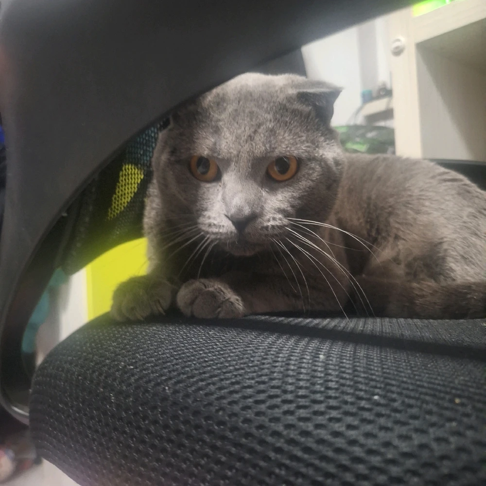 GIF încărcat de Alex