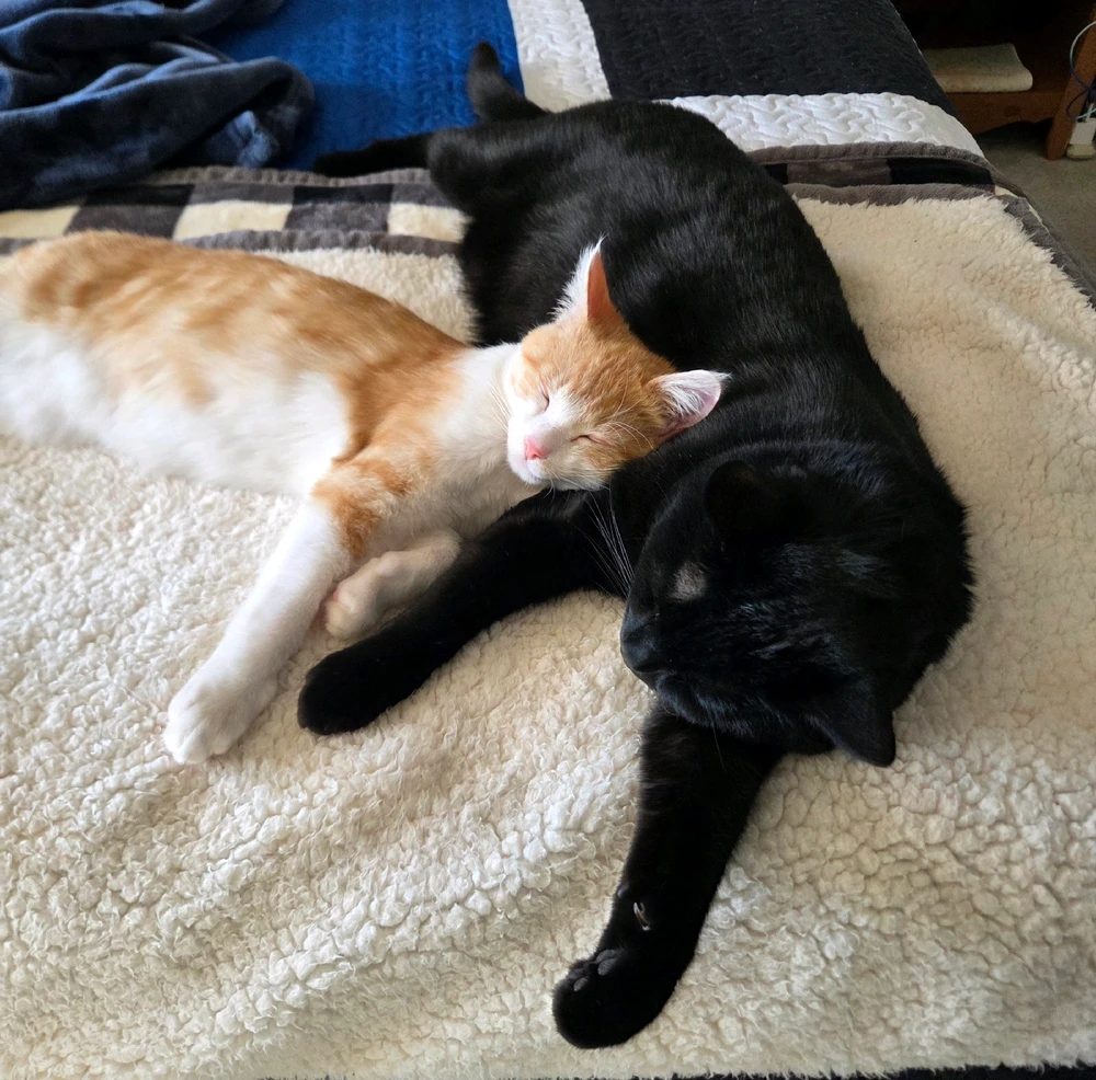 GIF uploaded by Oswin