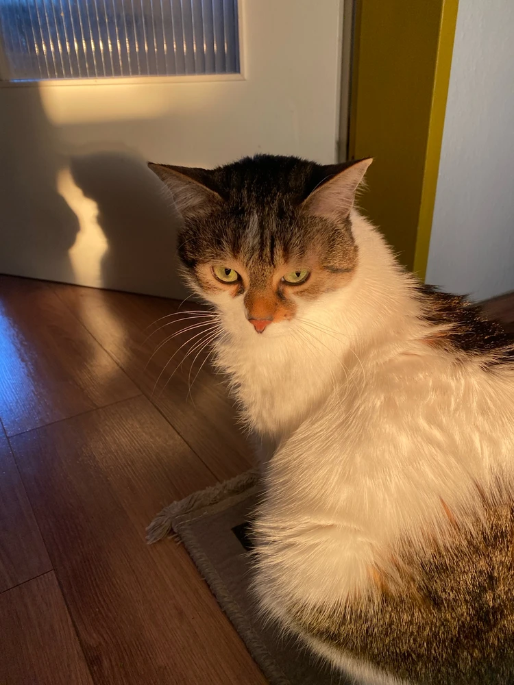 Image uploaded by Mozhdeh