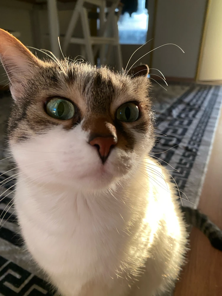 Image uploaded by Mozhdeh