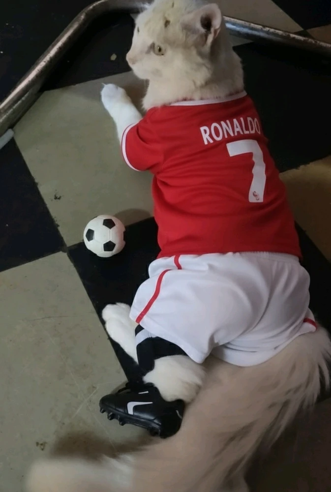 GIF uploaded by Preetham Chary