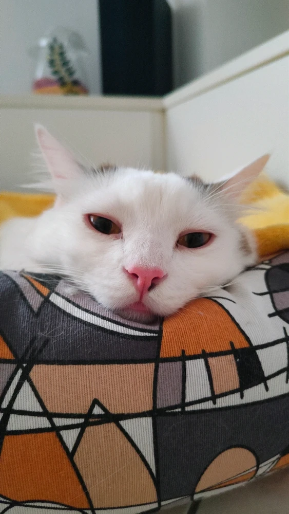 GIF caricata da Marcello