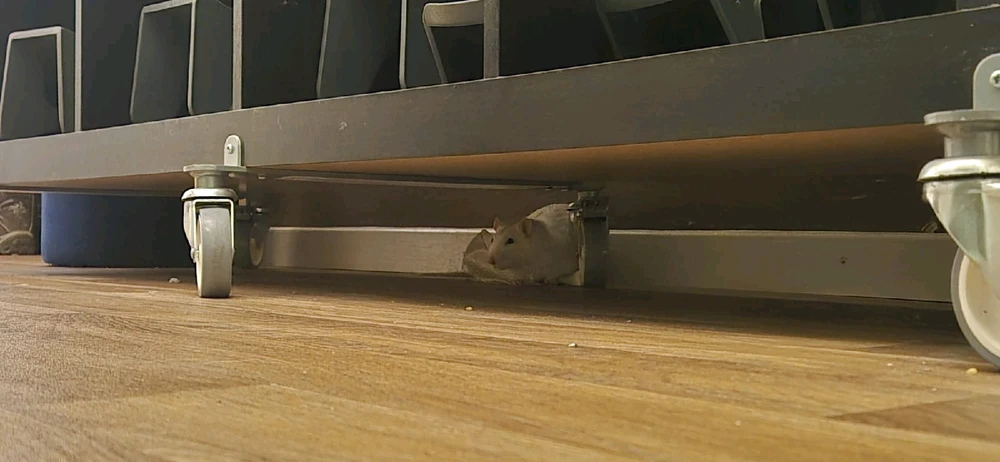 GIF hochgeladen von Luzi