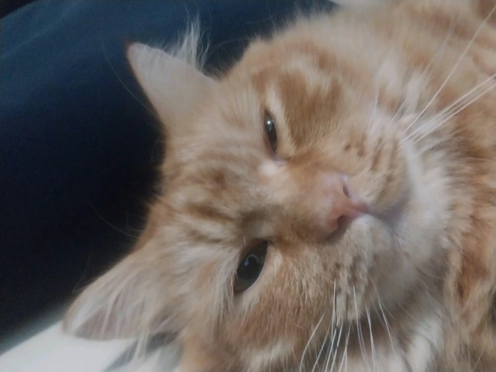 GIF uploaded by Nate