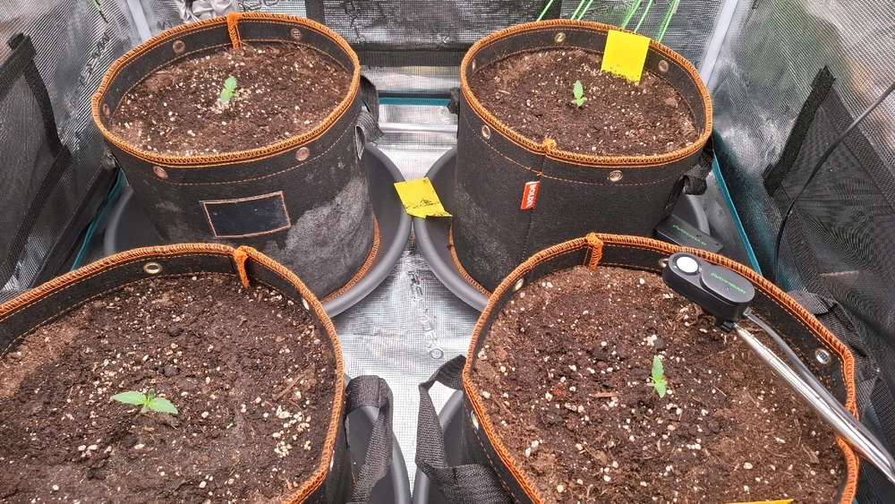 GIF hochgeladen von Oliver