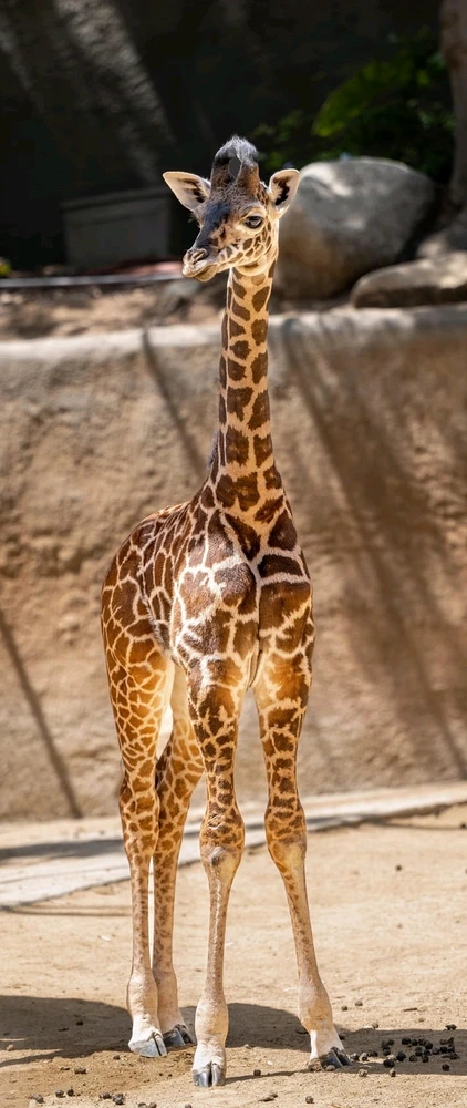 Image uploaded by Douglas