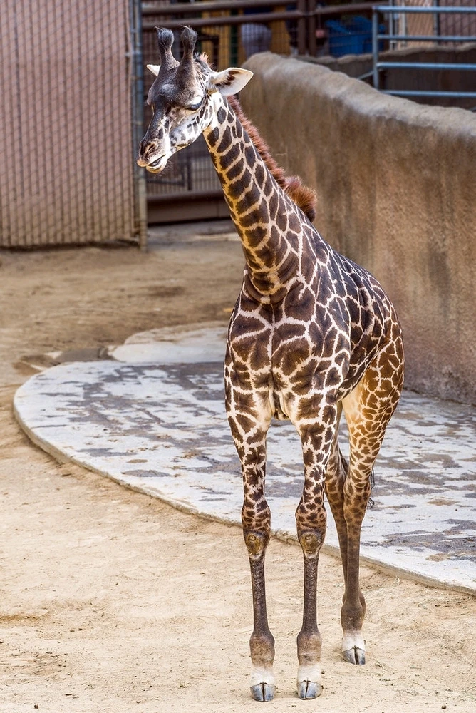 Image uploaded by Douglas