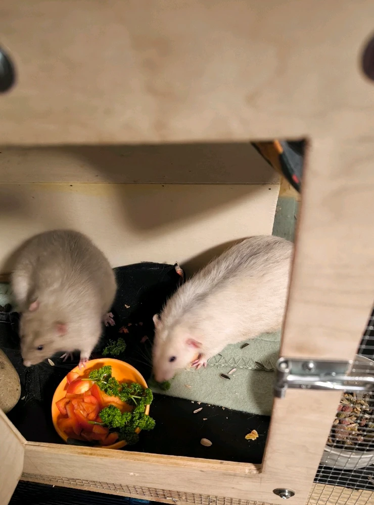 Bild hochgeladen von Luzi