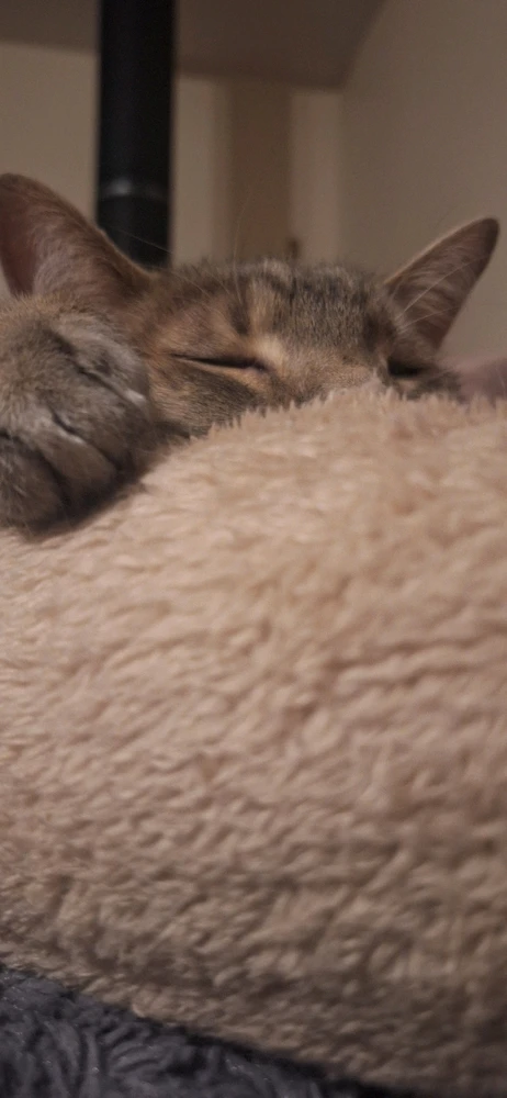 GIF uploaded by Collin