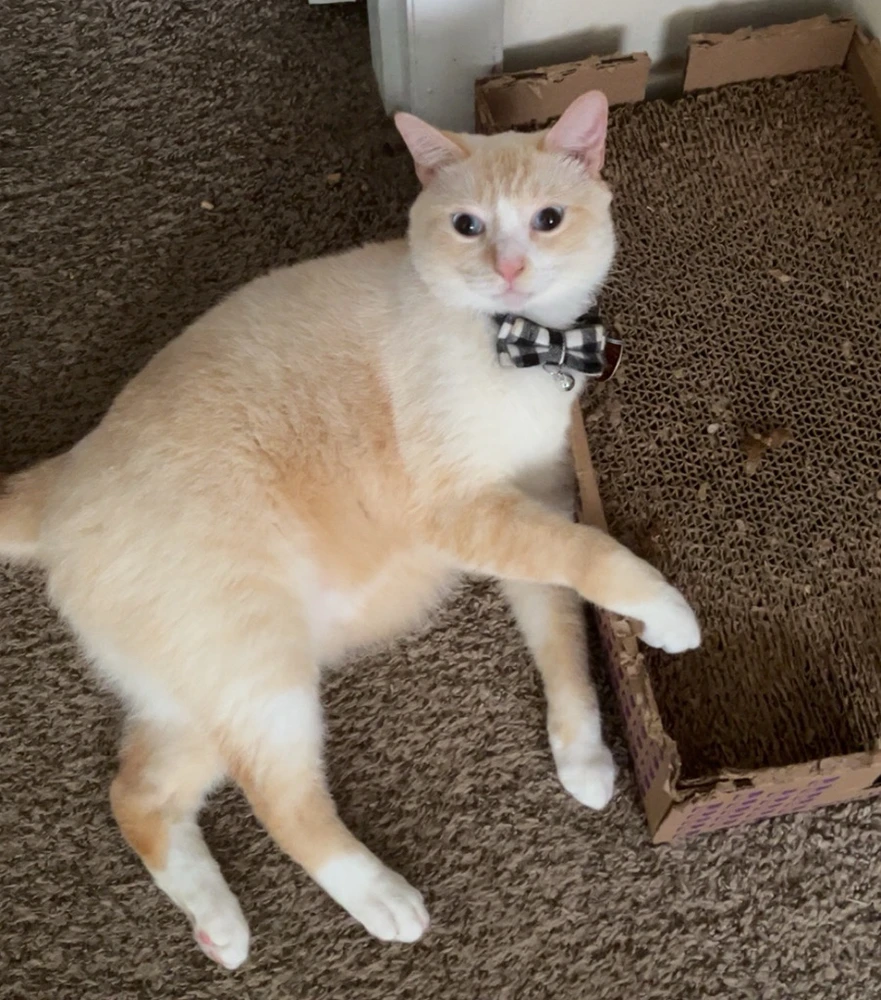 GIF uploaded by Brianna