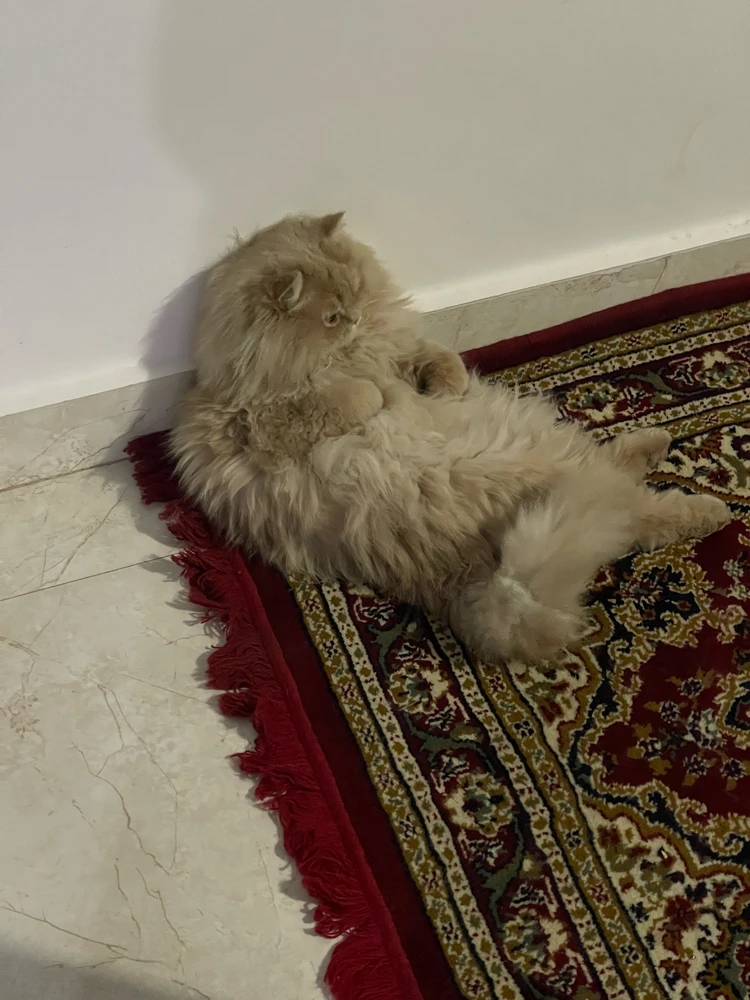 GIF uploaded by Weaam