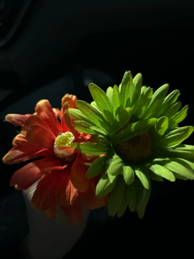 Image uploaded by Dan