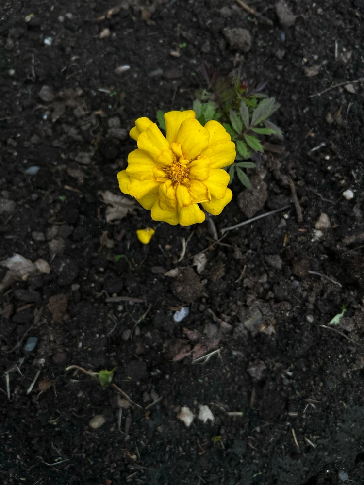 Image uploaded by Dan