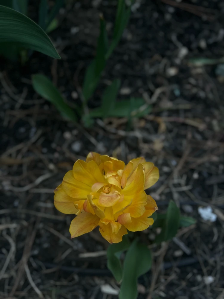 Image uploaded by Dan