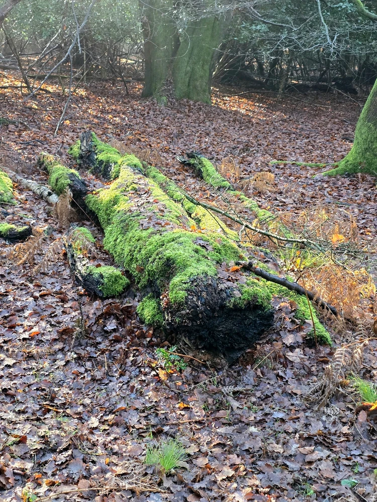 GIF uploaded by Sacha