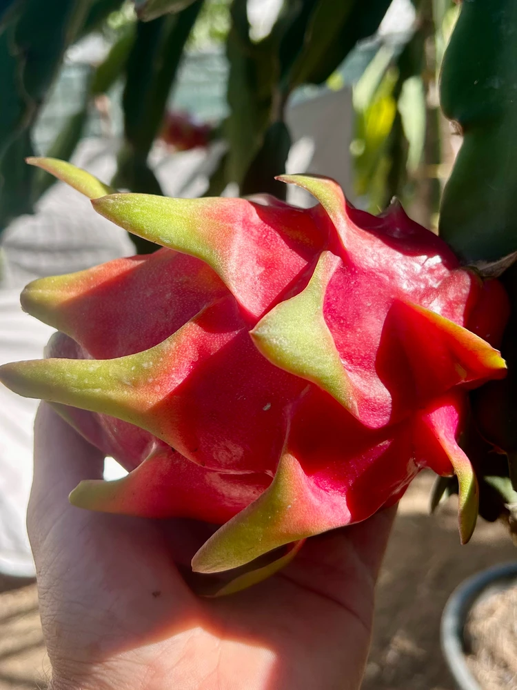 Immagine caricata da IlVento