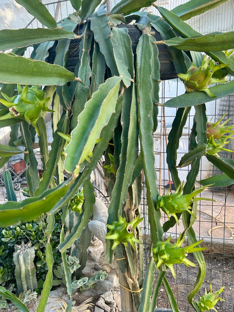 Immagine caricata da IlVento