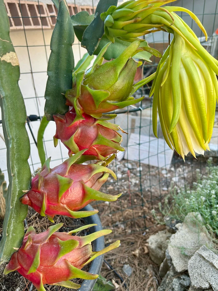 Immagine caricata da IlVento