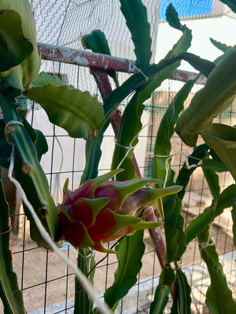 Immagine caricata da IlVento