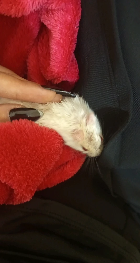 GIF được Ferine tải lên