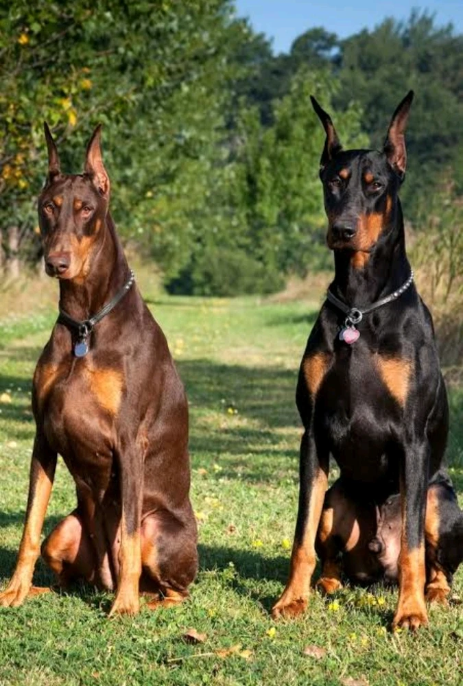 GIF diunggah dening 𝓢𝓮𝓻𝓮𝓷 • 𝓢𝓮𝓻𝓮𝓷𝓭𝓲𝓹𝓲𝓽𝔂