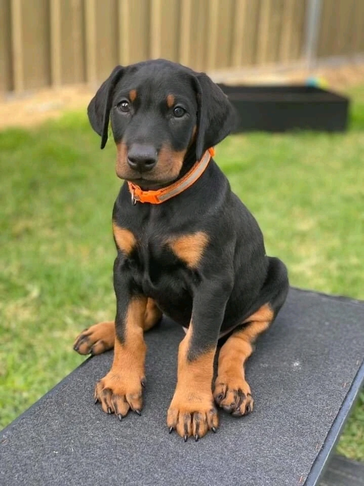 GIF uploaded by 𝓢𝓮𝓻𝓮𝓷 • 𝓢𝓮𝓻𝓮𝓷𝓭𝓲𝓹𝓲𝓽𝔂