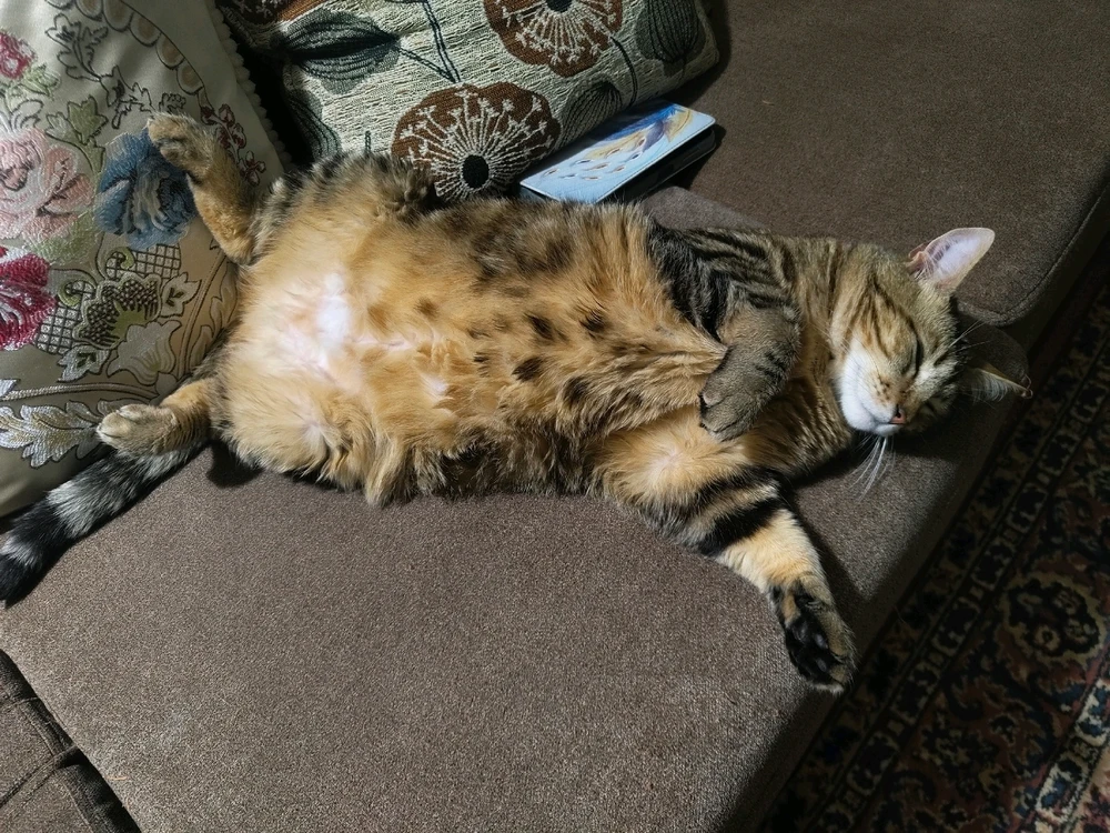 GIF subido por Danii